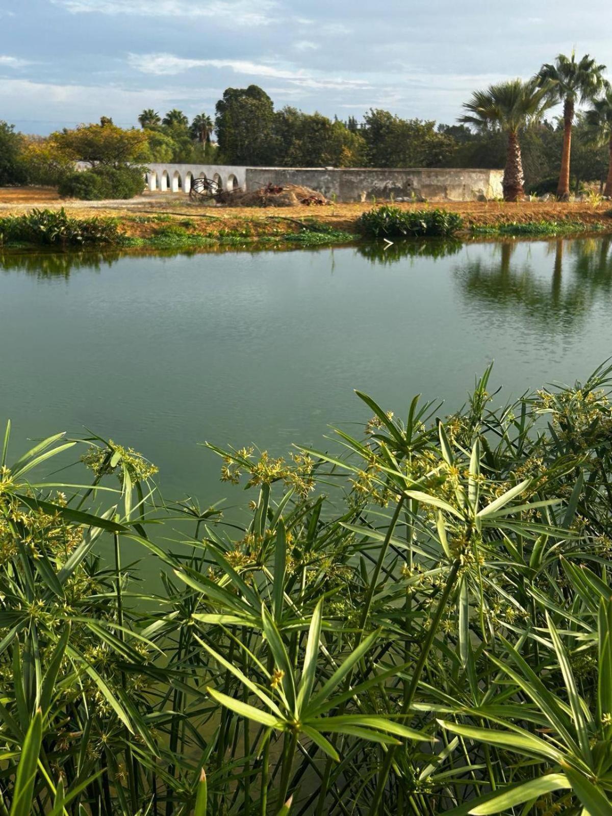 Glamping On Organic Yoga Farm With Natural Swimming Pool Near Beach Moncarapacho Bagian luar foto